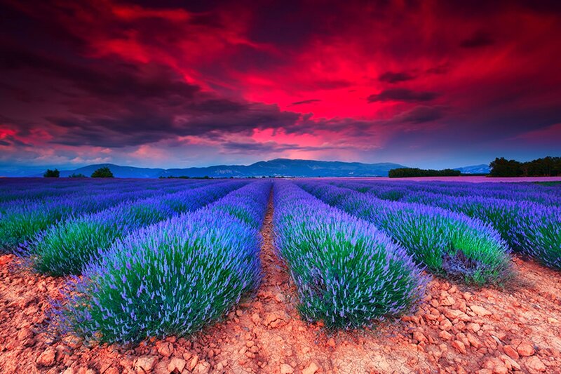 Lavender Field at Sunset — Purple, Dramatic, Photograph, Mountains, Clouds