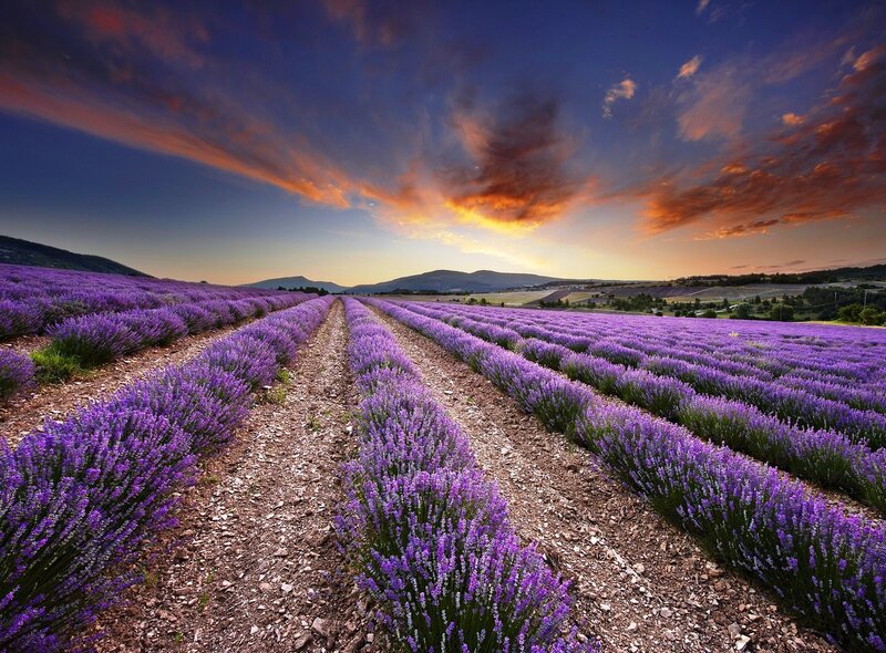 Lavender Field at Sunset — Purple, Dramatic, Photograph, Mountains, Sky, Clouds, Path