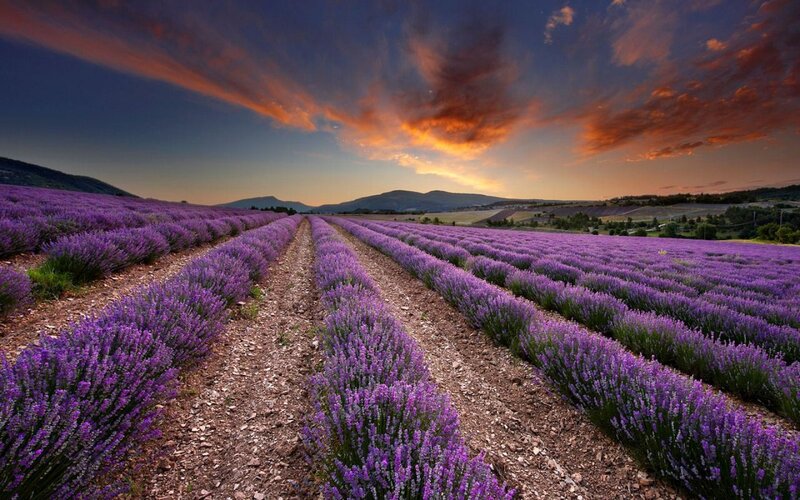Lavender Field at Sunset — Purple, Dramatic, Photograph, Mountains, Sky, Clouds