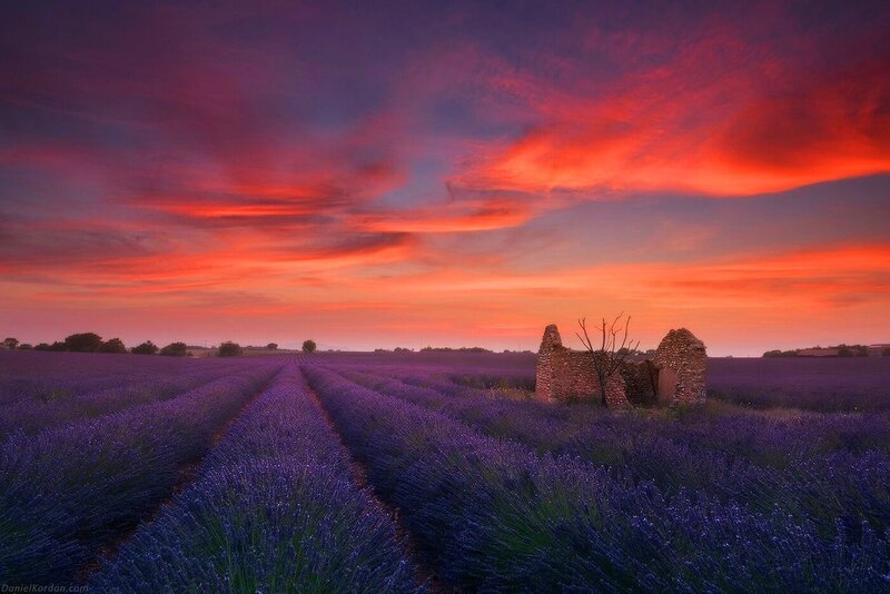 Lavender Field at Sunset — Purple, Dramatic, Photograph, Ruins