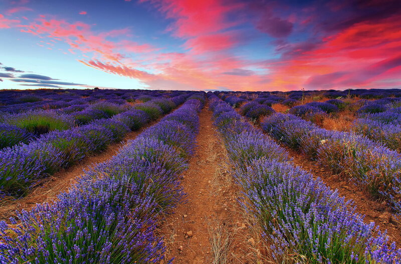 Lavender Field at Sunset — Purple, Dramatic, Photograph, Sky, Clouds, Path