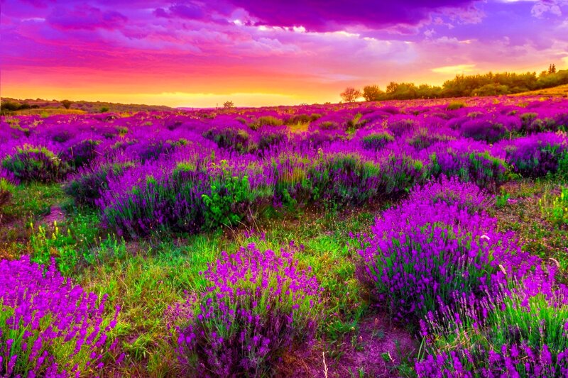 Lavender Field at Sunset — Purple, Dramatic, Photograph, Sky, Clouds