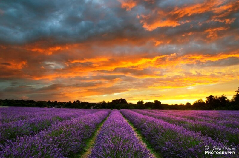 Lavender Field at Sunset — Purple, Dramatic, Photograph, Sky, Clouds, Trees