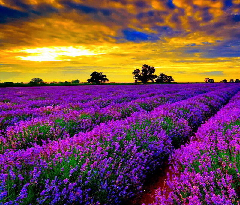 Lavender Field at Sunset — Purple, Dramatic, Photograph, Sky