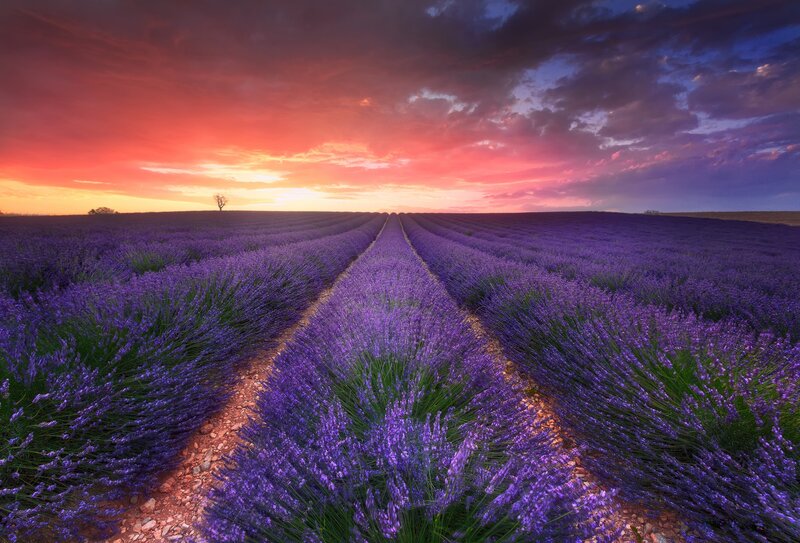 Lavender Field at Sunset — Purple, Dramatic, Photograph, Sky, Tree