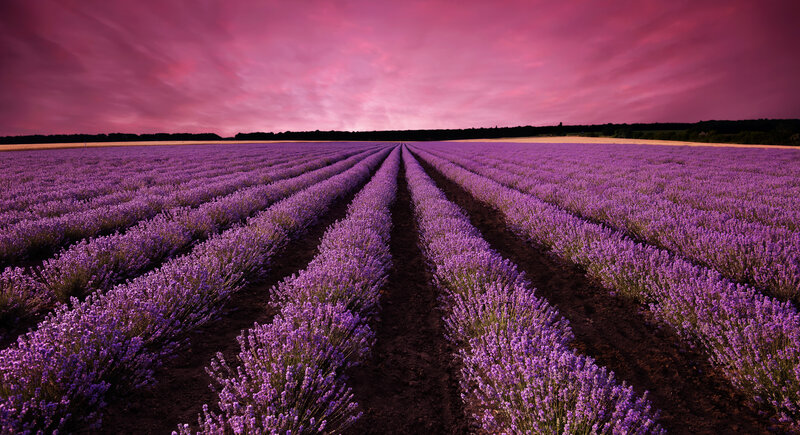 Lavender Field at Sunset — Purple, Dramatic, Photograph, Sky, Trees