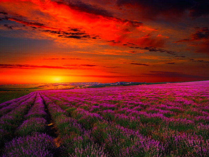 Lavender Field at Sunset — Purple, Dramatic, Photograph, Sun, Clouds, Hills