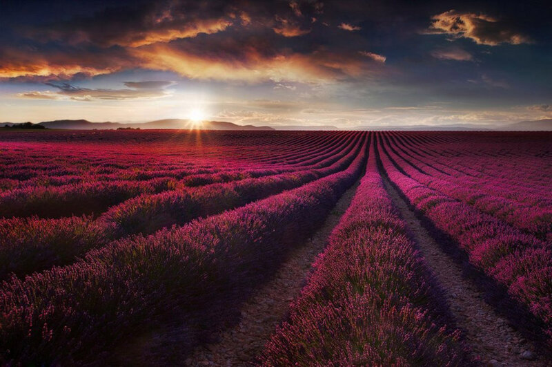 Lavender Field at Sunset — Purple, Dramatic, Photograph, Sun, Clouds, Mountains