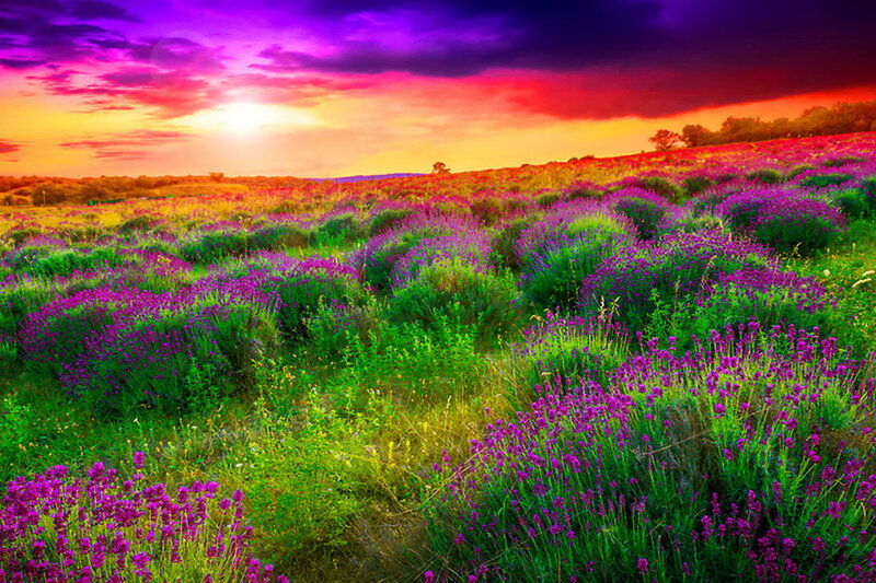 Lavender Field at Sunset — Purple, Dramatic, Photograph, Sun, Clouds