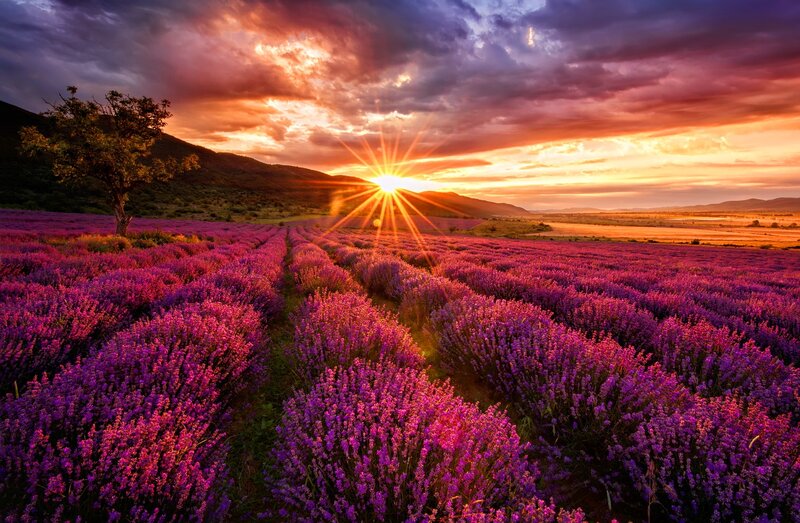 Lavender Field at Sunset — Purple, Dramatic, Photograph, Sun, Clouds, Tree