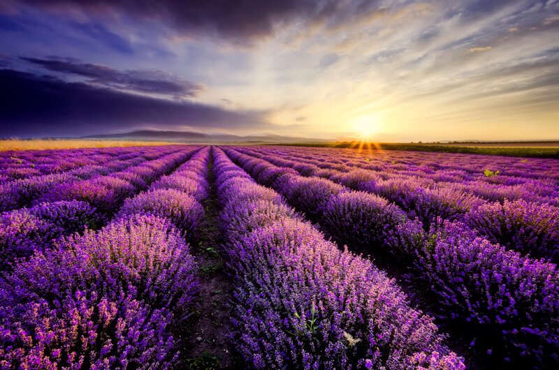Lavender Field at Sunset — Purple, Dramatic, Photograph, Sun, Mountains