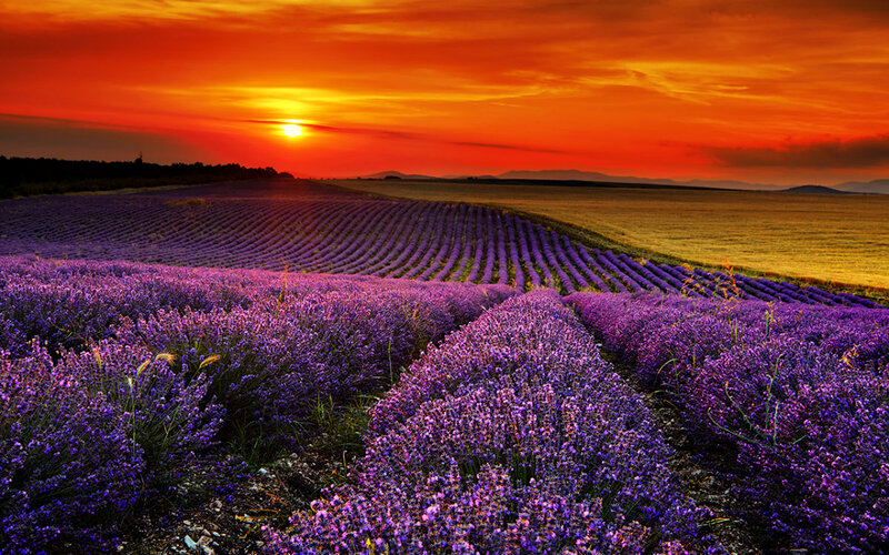 Lavender Field at Sunset — Purple, Dramatic, Photograph, Sun, Sky