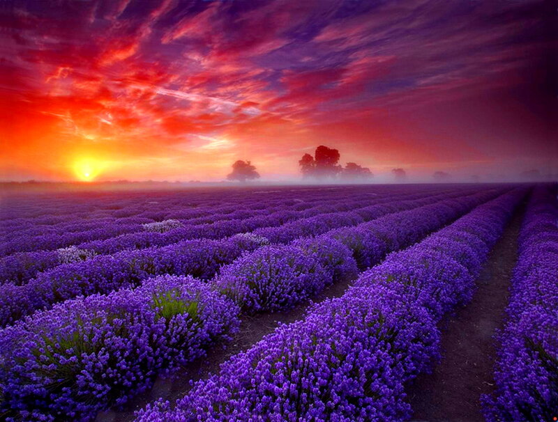 Lavender Field at Sunset — Purple, Dramatic, Photograph, Sun