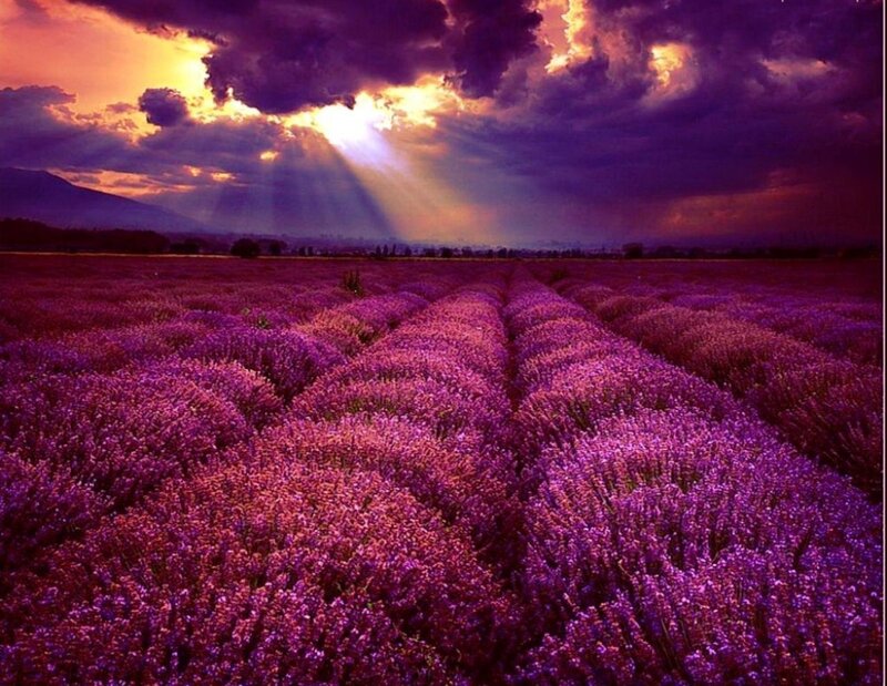 Lavender Field at Sunset — Purple, Dramatic, Photograph