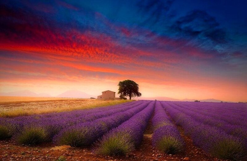 Lavender Field at Sunset — Purple, Dramatic, Photograph, Tree, Barn