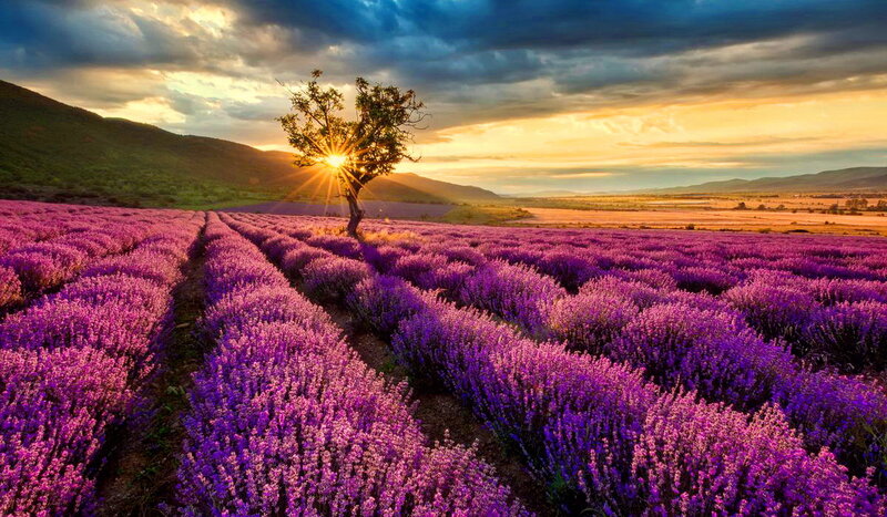 Lavender Field at Sunset — Purple, Dramatic, Photograph, Tree, Mountain