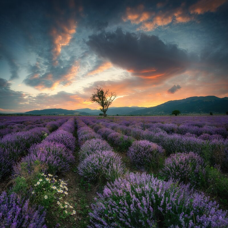 Lavender Field at Sunset — Purple, Dramatic, Photograph, Tree, Mountains