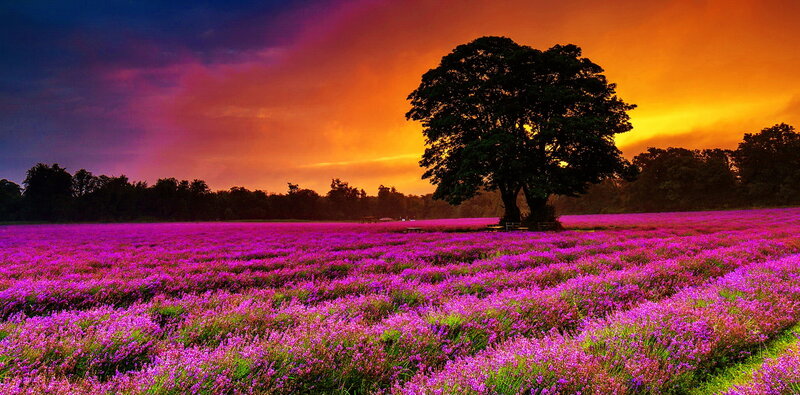 Lavender Field at Sunset — Purple, Dramatic, Photograph, Tree, Sky