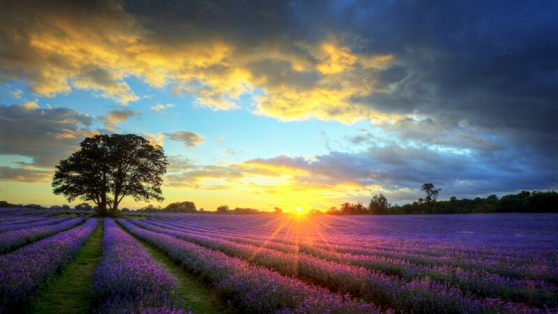 Lavender Field at Sunset — Purple, Dramatic, Photograph, Tree, Sun