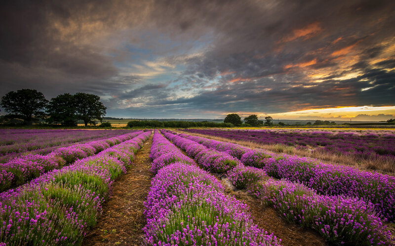 Lavender Field at Sunset — Purple, Dramatic, Photograph, Trees, Clouds