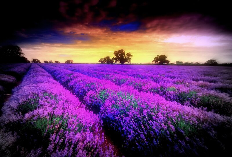 Lavender Field at Sunset — Purple, Dramatic, Photograph, Trees, Sky, Clouds