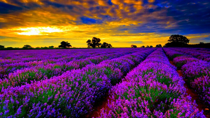 Lavender Field at Sunset — Purple, Dramatic, Photograph, Trees, Sky