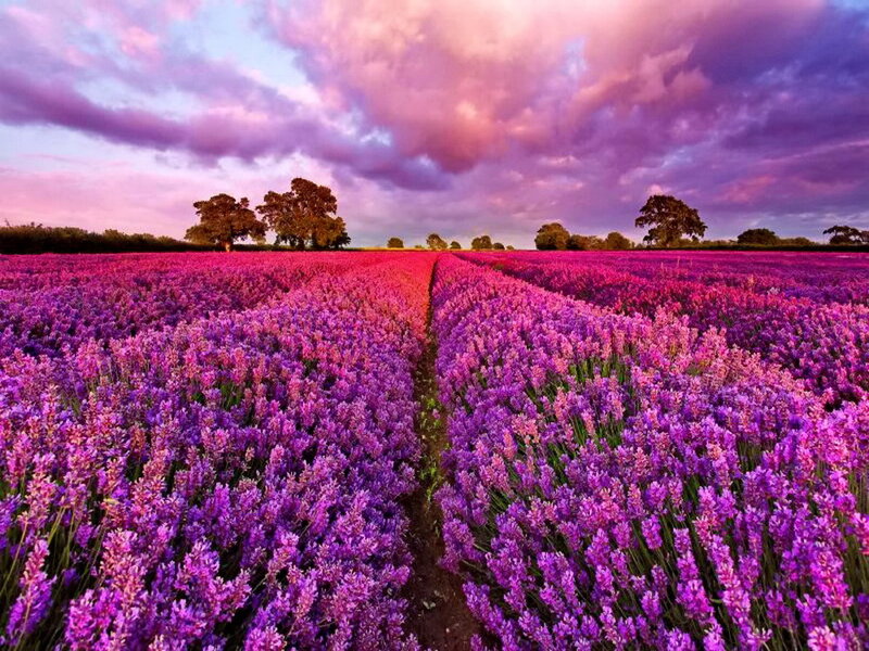 Lavender Field at Sunset — Purple, Dramatic, Photograph, Trees