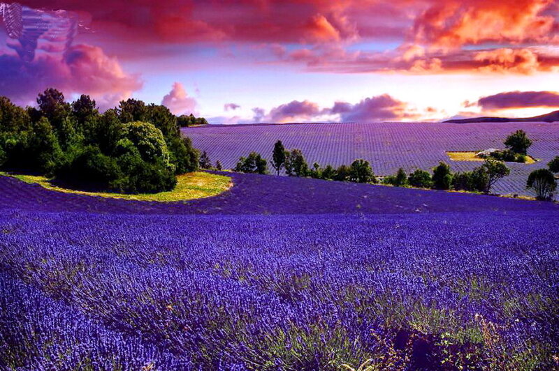 Lavender Field at Sunset — Purple, Dramatic