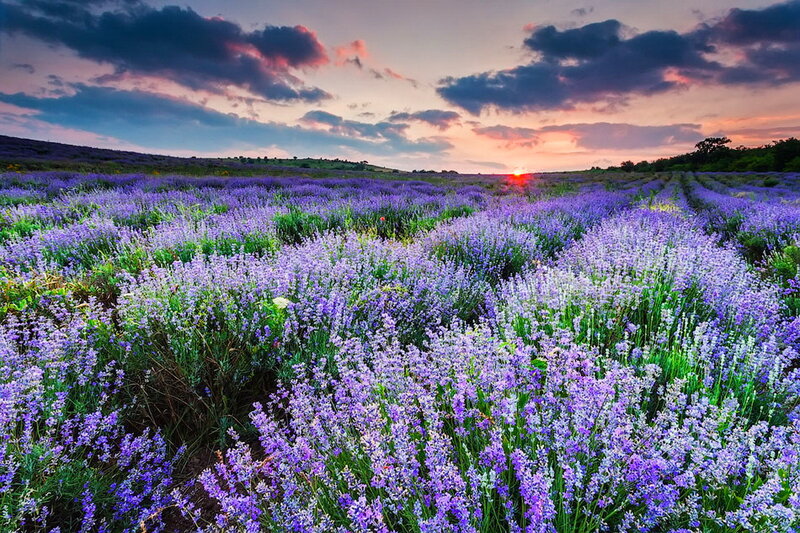 Lavender Field at Sunset — Purple, Serene, Photograph, Clouds, Hills