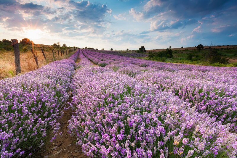 Lavender Field at Sunset — Purple, Serene, Photograph, Clouds