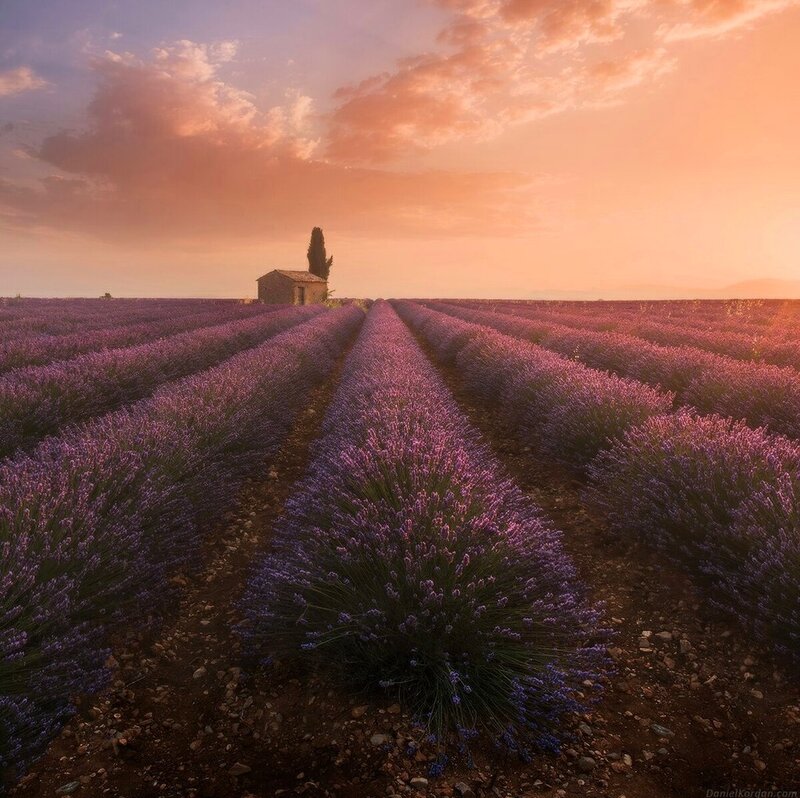 Lavender Field at Sunset — Purple, Serene, Photograph, Cottage