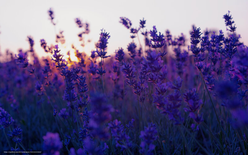 Lavender Field at Sunset — Purple, Serene, Photograph, Flowers, Sky