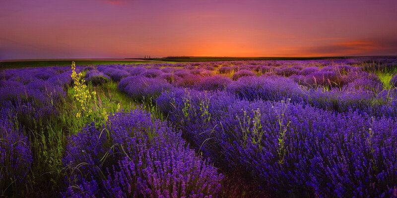Lavender Field at Sunset — Purple, Serene, Photograph, Flowers