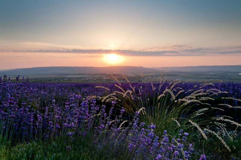 Lavender Field at Sunset — Purple, Serene, Photograph, Hills, Grass