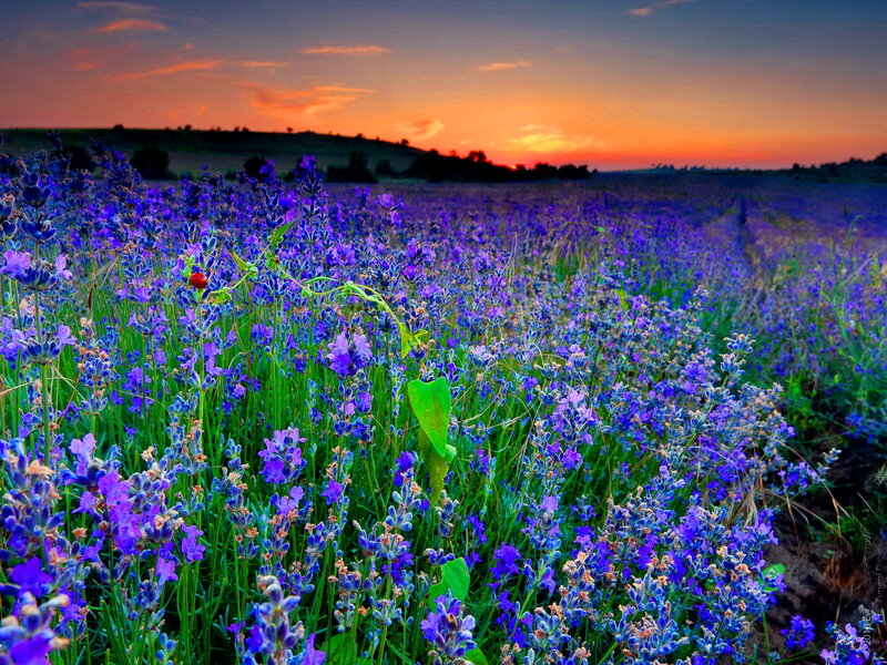 Lavender Field at Sunset — Purple, Serene, Photograph, Hills, Sky