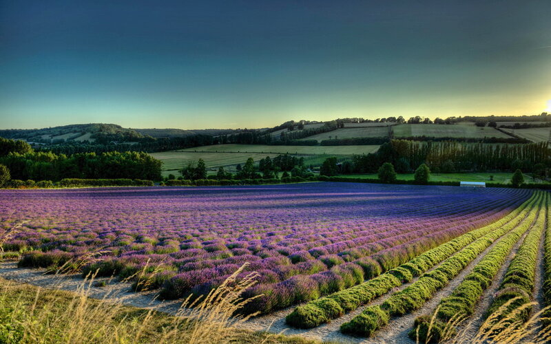 Lavender Field at Sunset — Purple, Serene, Photograph, Hills, Trees
