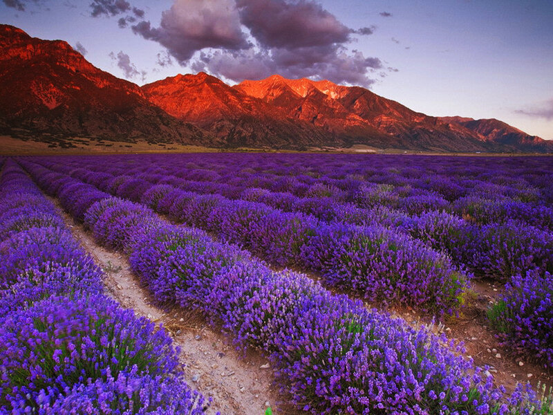 Lavender Field at Sunset — Purple, Serene, Photograph, Mountains, Sky, Clouds