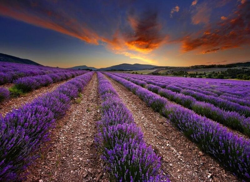 Lavender Field at Sunset — Purple, Serene, Photograph, Mountains, Sky