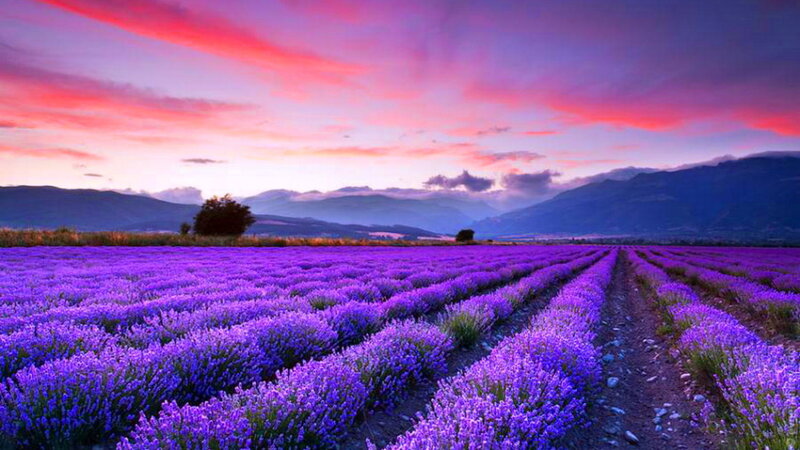 Lavender Field at Sunset — Purple, Serene, Photograph, Mountains, Sky, Trees