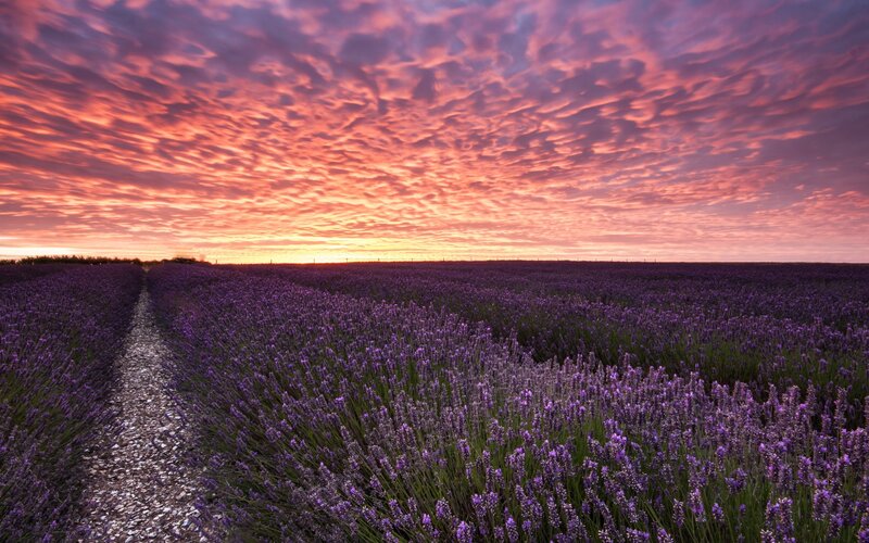 Lavender Field at Sunset — Purple, Serene, Photograph, Path