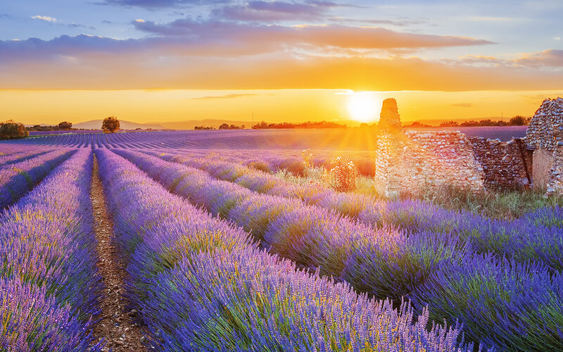 Lavender Field at Sunset — Purple, Serene, Photograph, Ruins