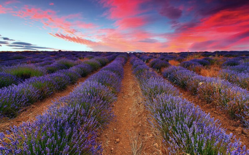 Lavender Field at Sunset — Purple, Serene, Photograph, Sky, Clouds, Dirt Path