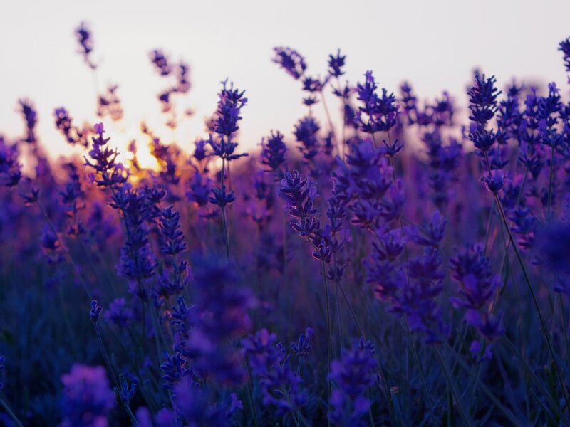 Lavender Field at Sunset — Purple, Serene, Photograph, Sky, Flowers