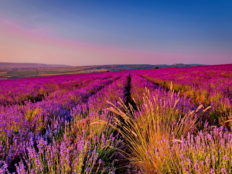Lavender Field at Sunset — Purple, Serene, Photograph, Sky, Hills