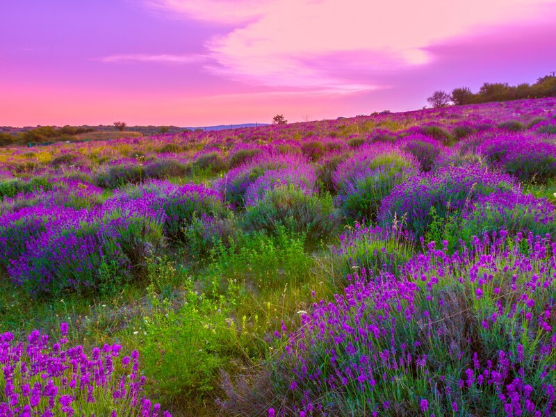 Lavender Field at Sunset — Purple, Serene, Photograph, Sky, Hills, Trees