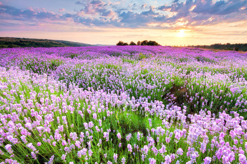 Lavender Field at Sunset — Purple, Serene, Photograph, Sun, Clouds, Hills
