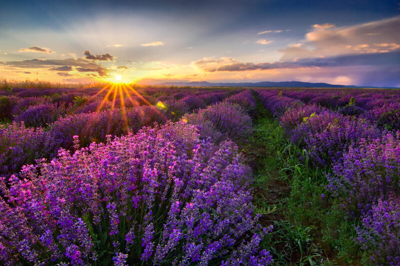 Lavender Field at Sunset — Purple, Serene, Photograph, Sun, Clouds, Mountains
