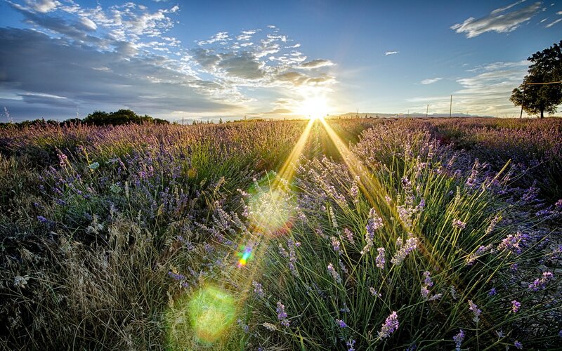 Lavender Field at Sunset — Purple, Serene, Photograph, Sun, Clouds, Tree, Mountains