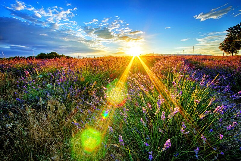 Lavender Field at Sunset — Purple, Serene, Photograph, Sun, Clouds, Tree