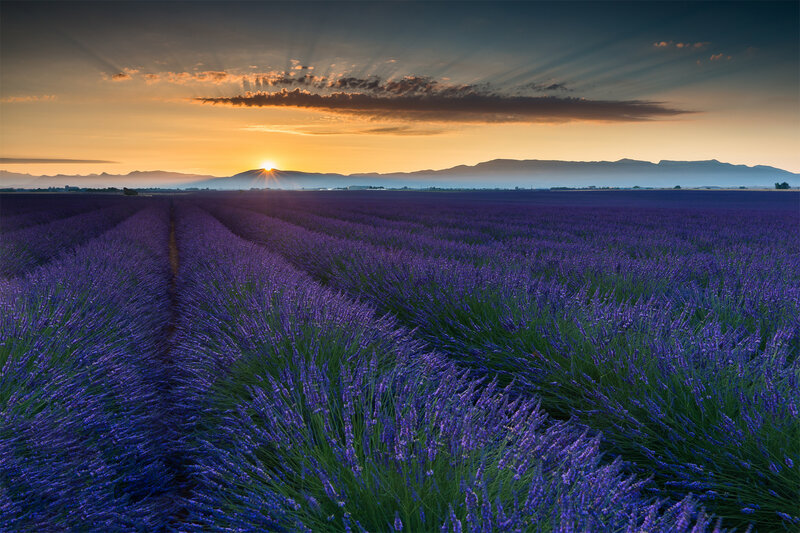 Lavender Field at Sunset — Purple, Serene, Photograph, Sun, Mountains, Clouds